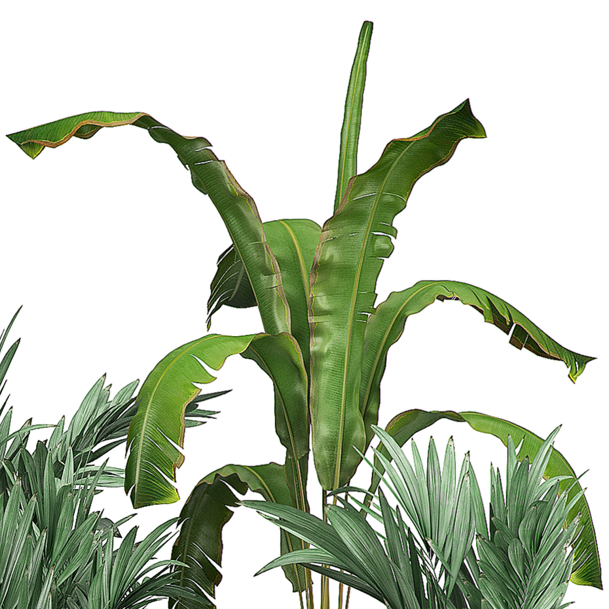 Flower Pack 106 3D model_3