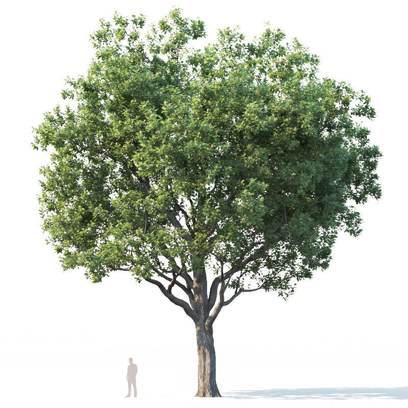 Common oak Nr7 H11-13m Three tree set 3D model_3