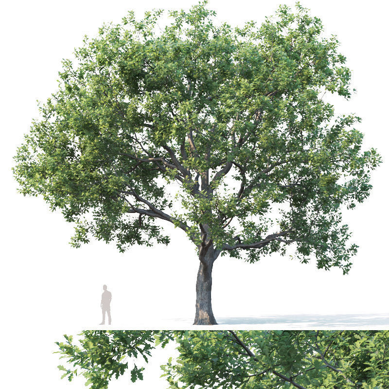 Common oak Nr7 H11-13m Three tree set 3D model_1