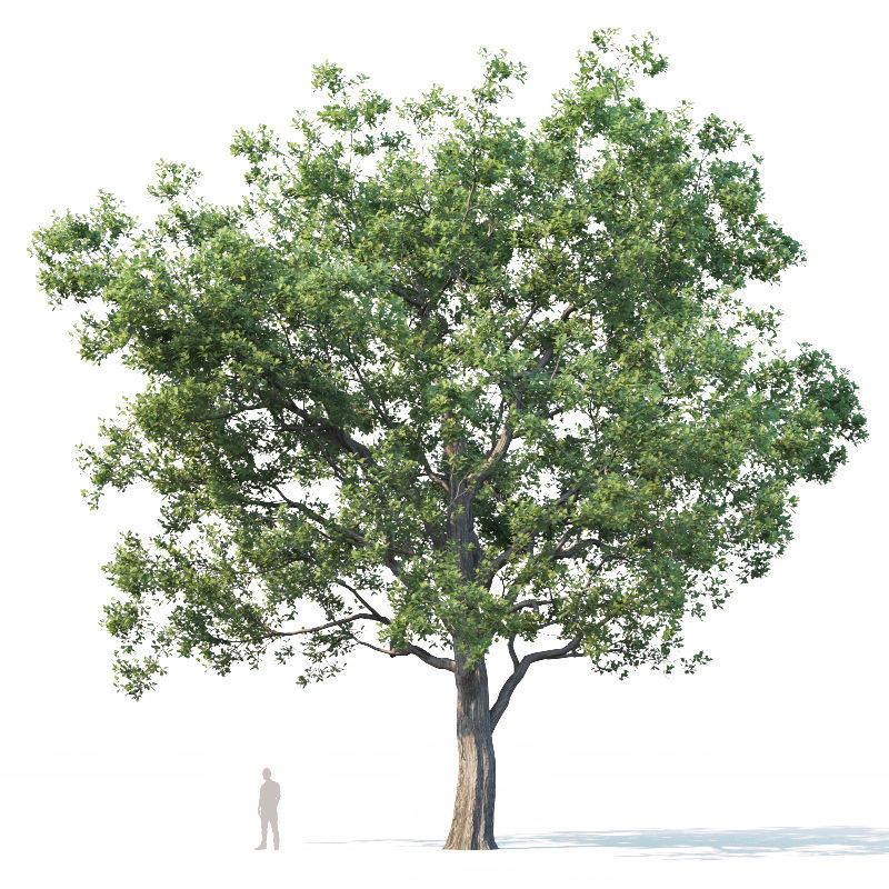 Common oak Nr7 H11-13m Three tree set 3D model_2