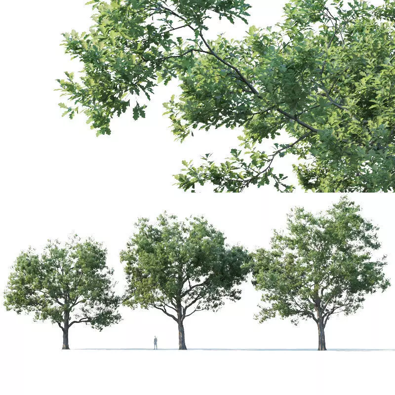 Common oak Nr7 H11-13m Three tree set 3D model_0