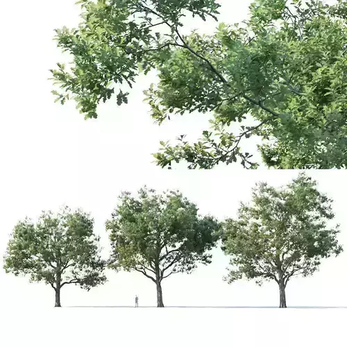 Common oak Nr7 H11-13m Three tree set 3D model