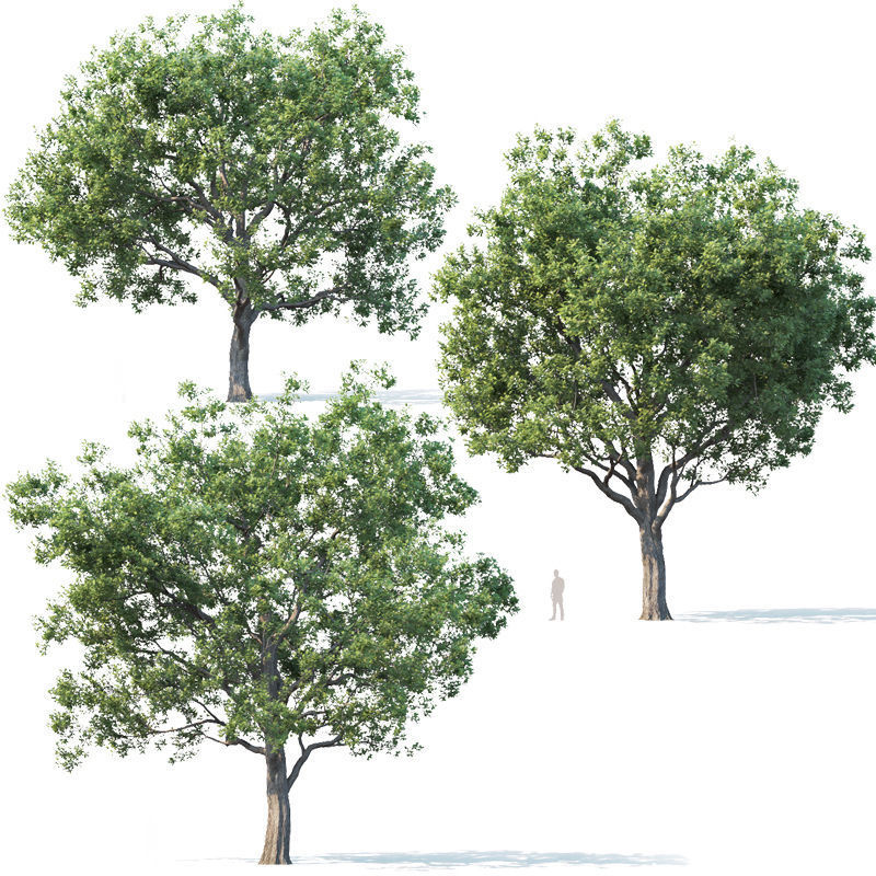Common oak Nr7 H11-13m Three tree set 3D model_5