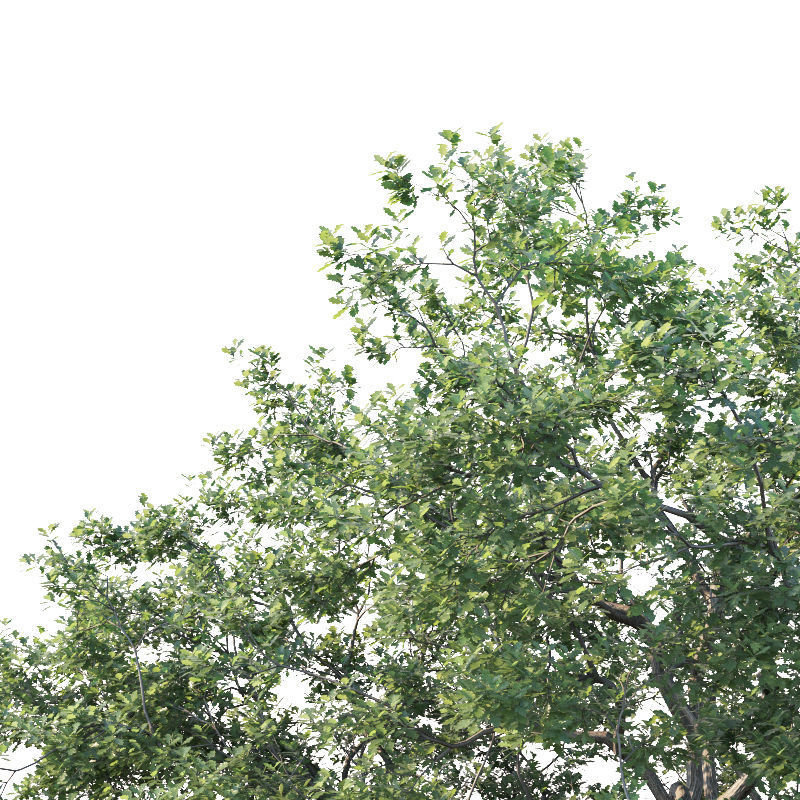 Common oak Nr7 H11-13m Three tree set 3D model_4