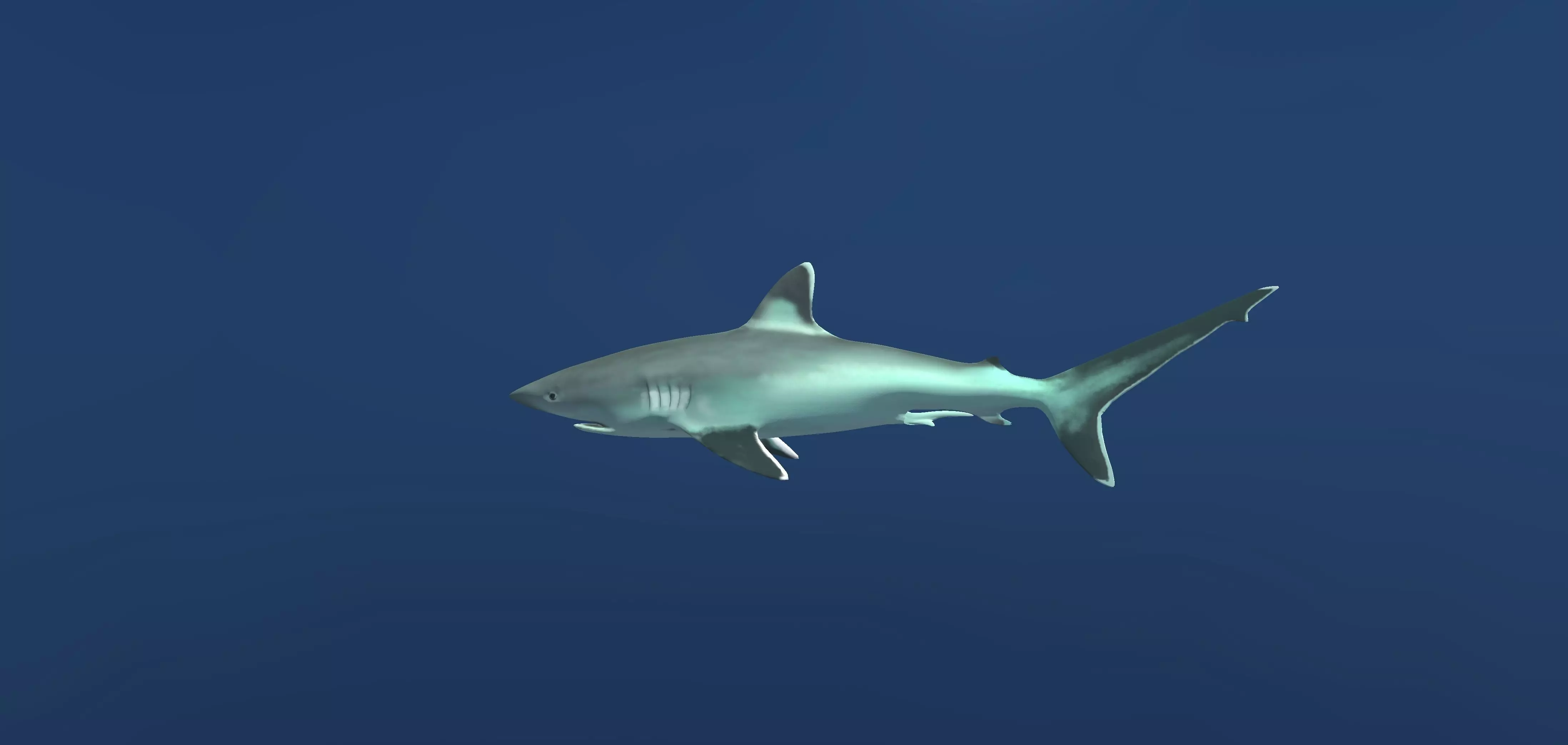 Silvertip Reef Shark Free low-poly 3D model