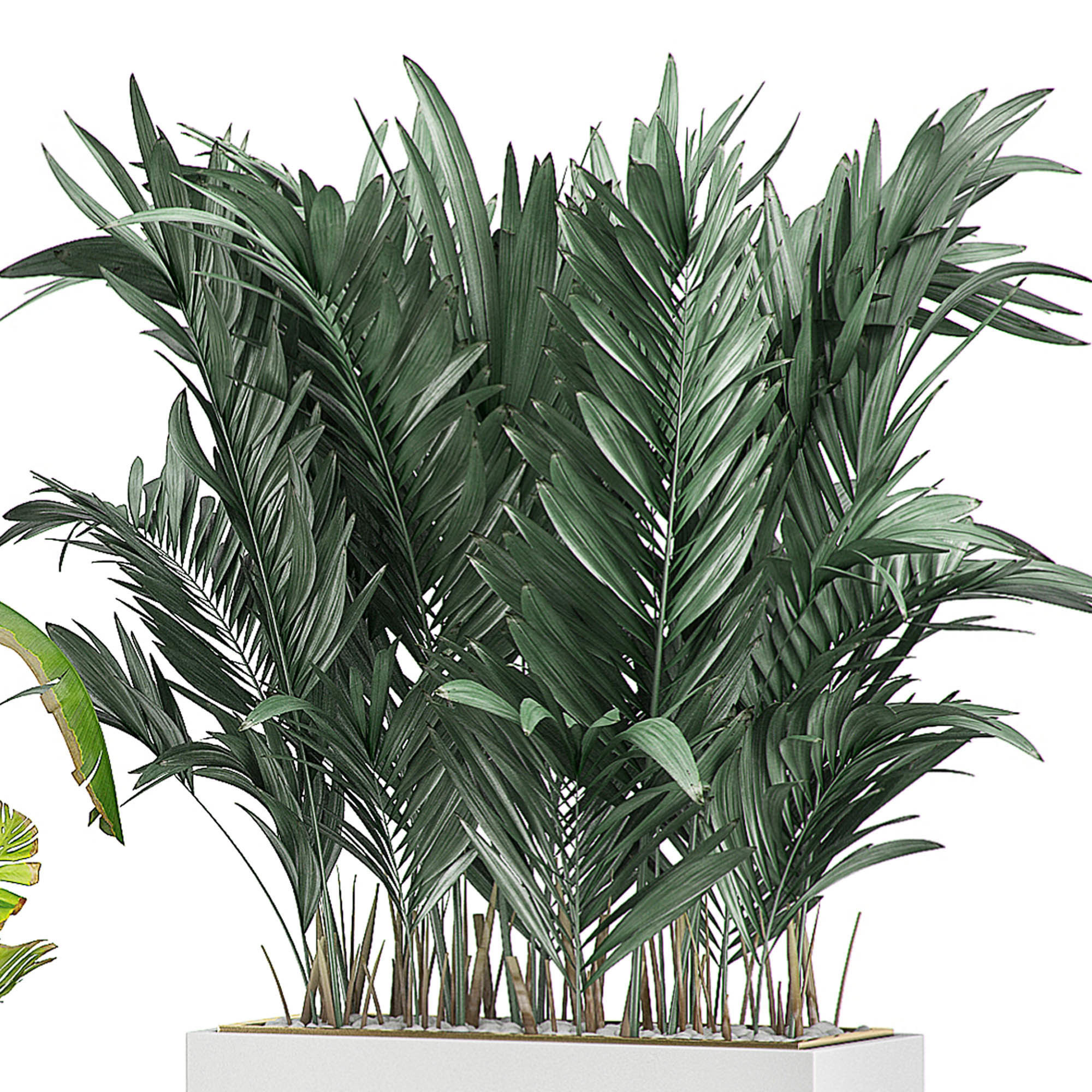 Flower Pack 107 3D model_3