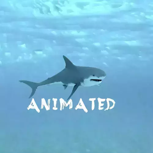 Shark Animated Low-poly 3D model
