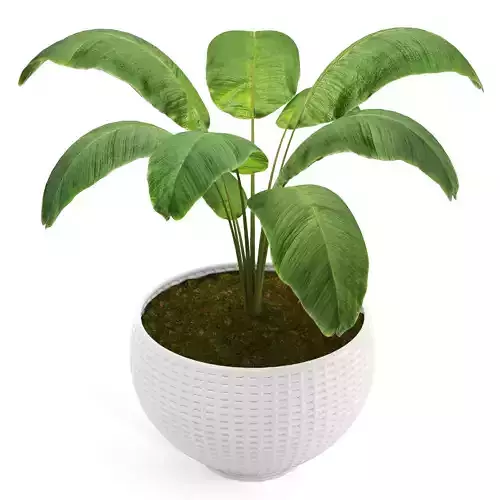 plant collection 01 3D model