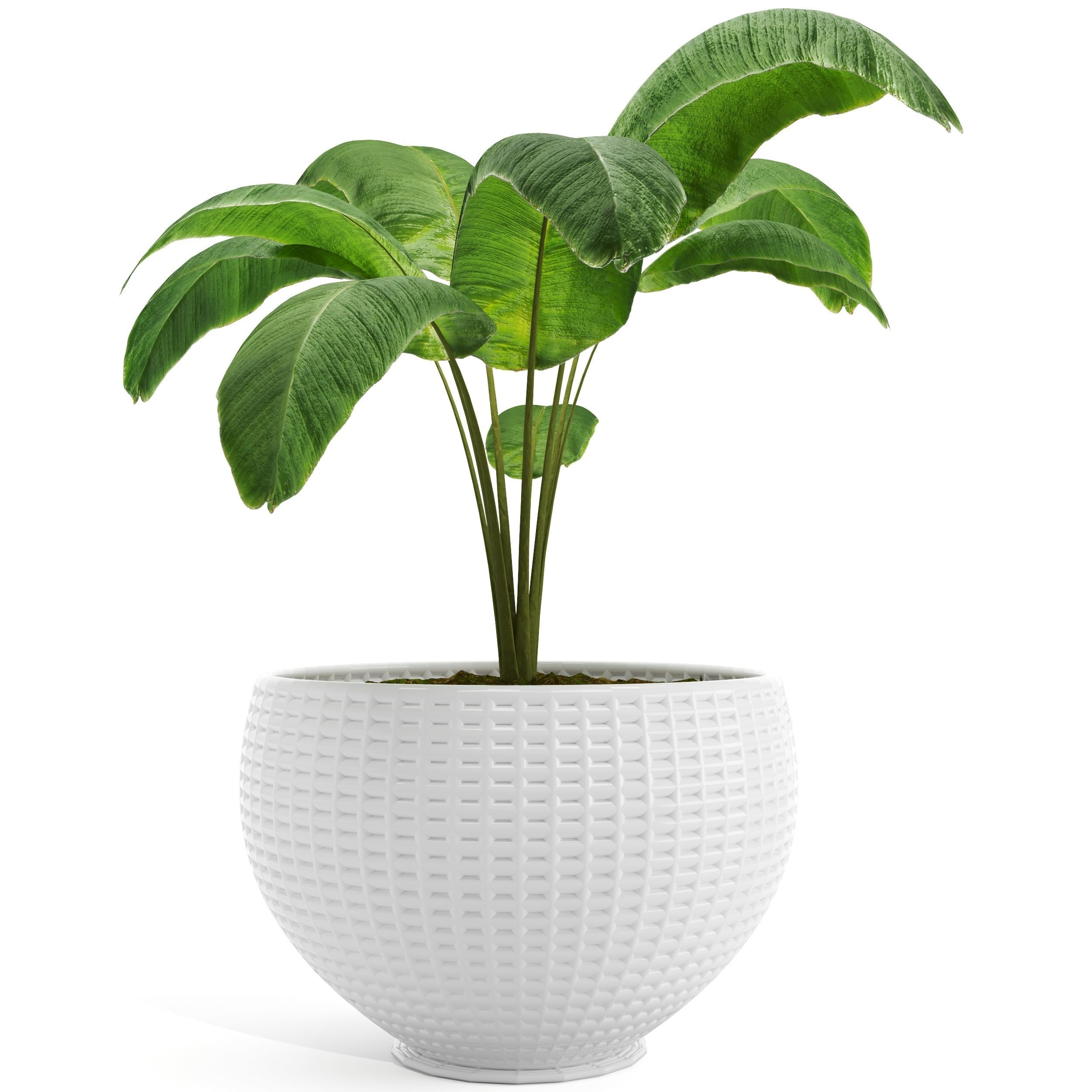 plant collection 01 3D model_1