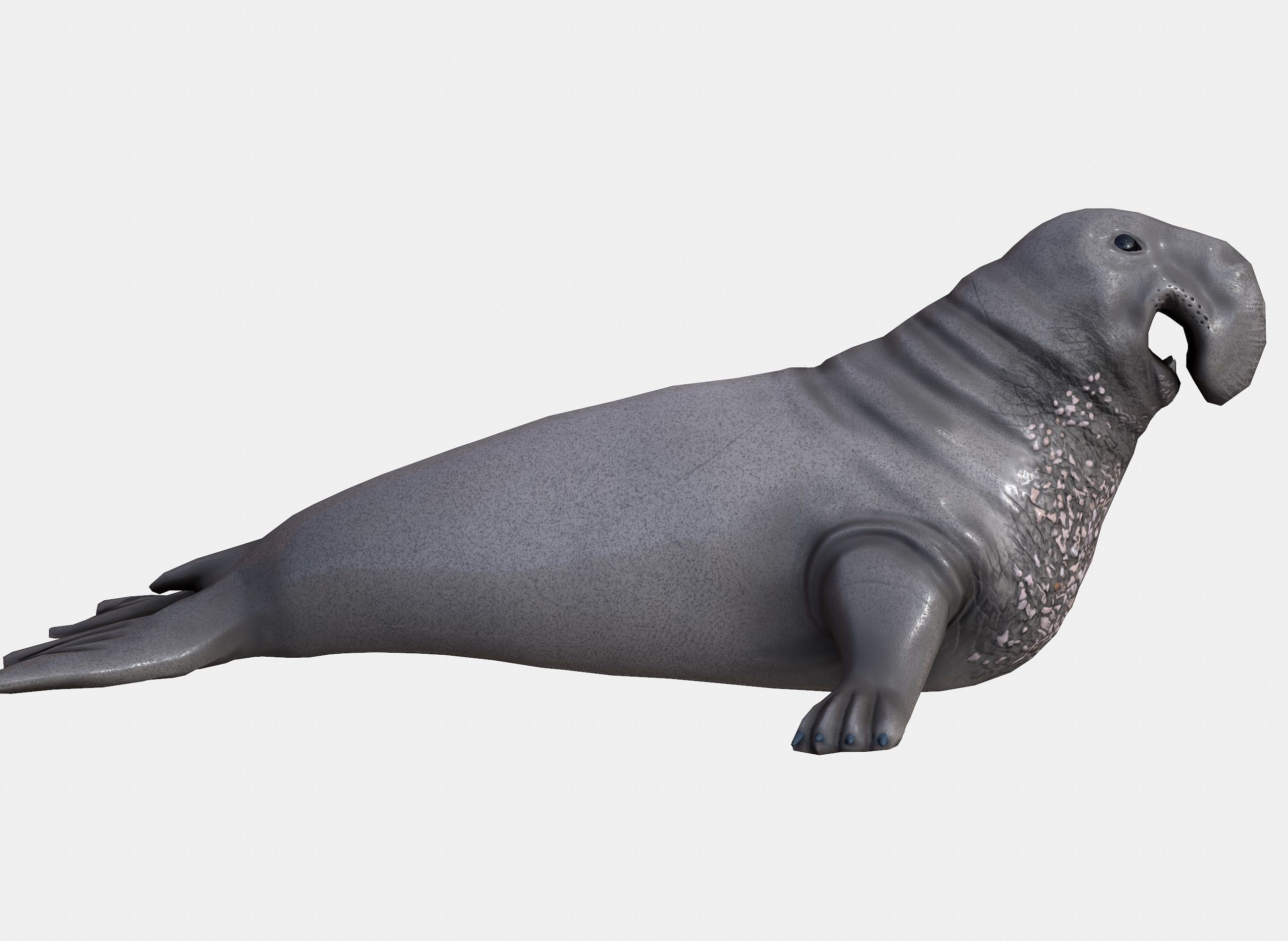 Elephant seal low poly Low-poly 3D model_2