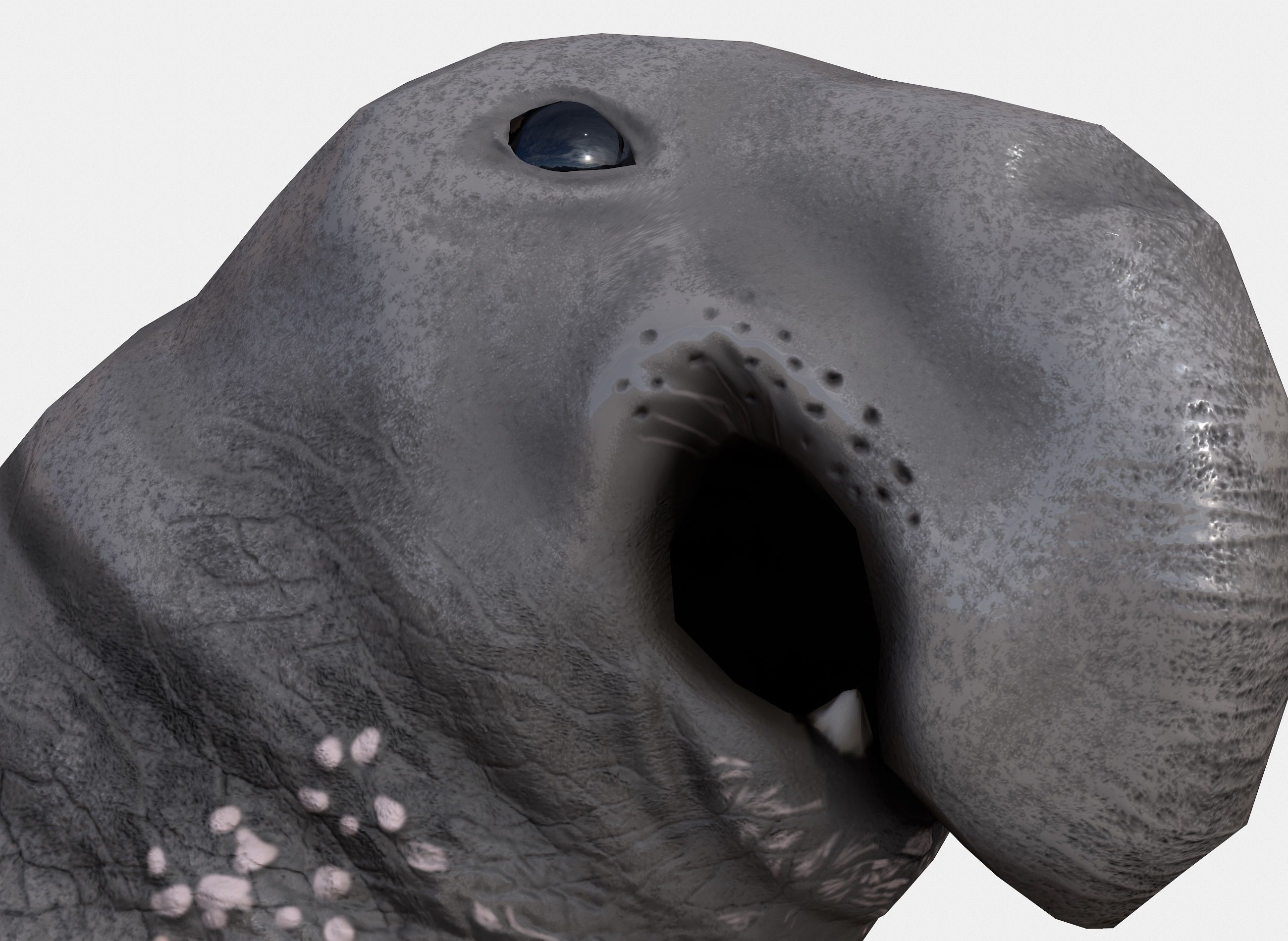 Elephant seal low poly Low-poly 3D model_3