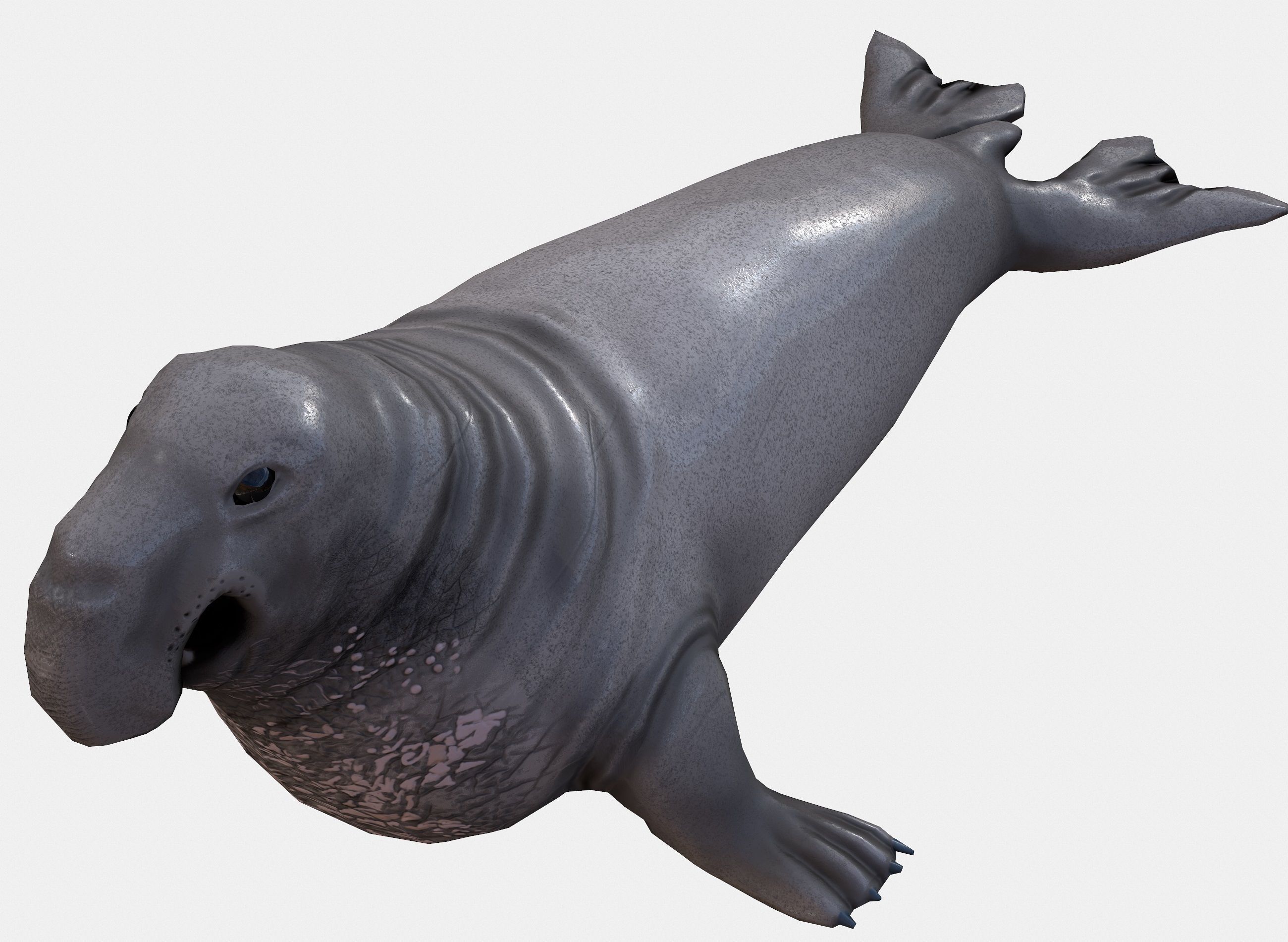 Elephant seal low poly Low-poly 3D model_1