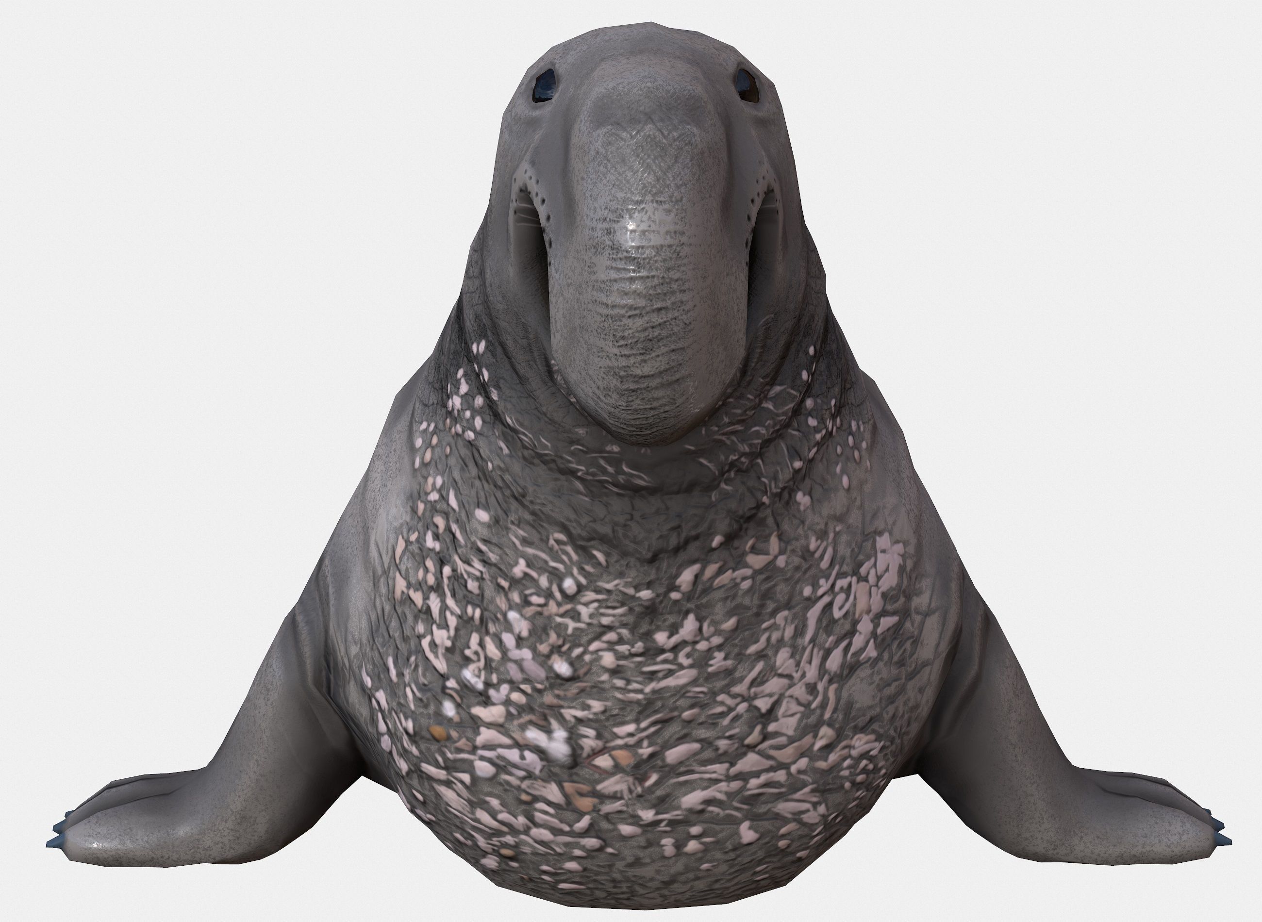 Elephant seal low poly Low-poly 3D model_6