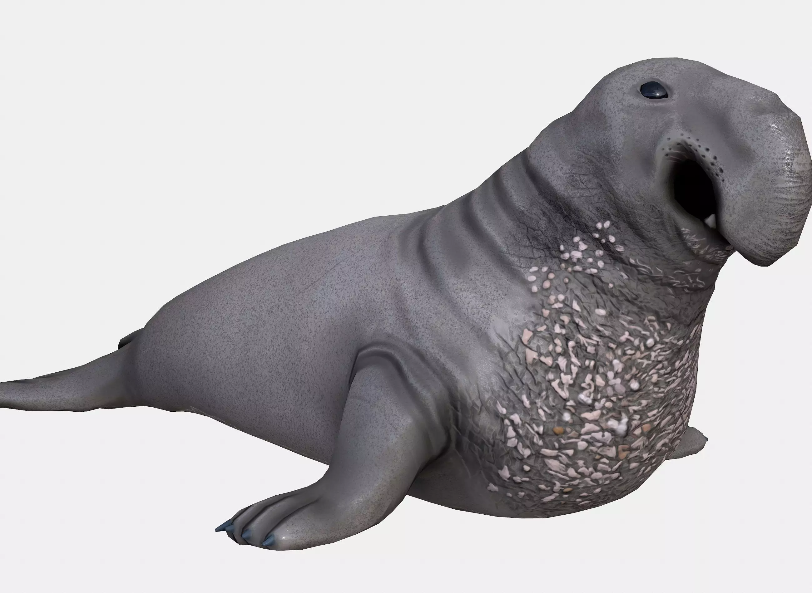 Elephant seal low poly Low-poly 3D model_0