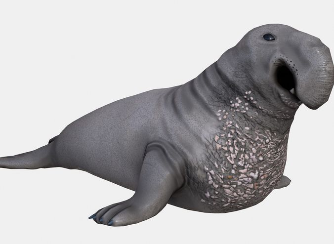 Elephant seal low poly Low-poly 3D model