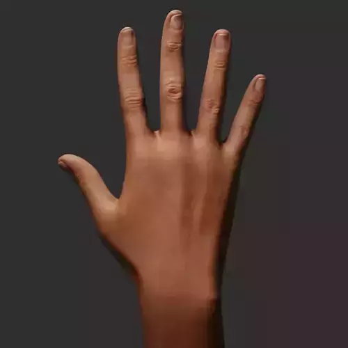 Female Right Hand 3D model