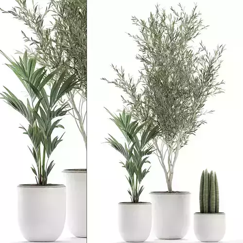 Decorative plants in flowerpots 651 3D model