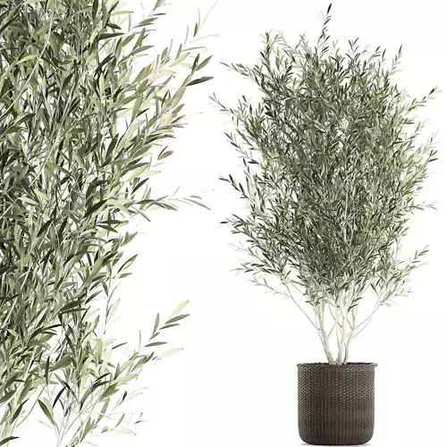 Olive tree for the interior in basket 652