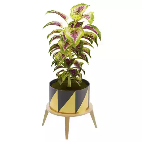 plant collection 02 3D model