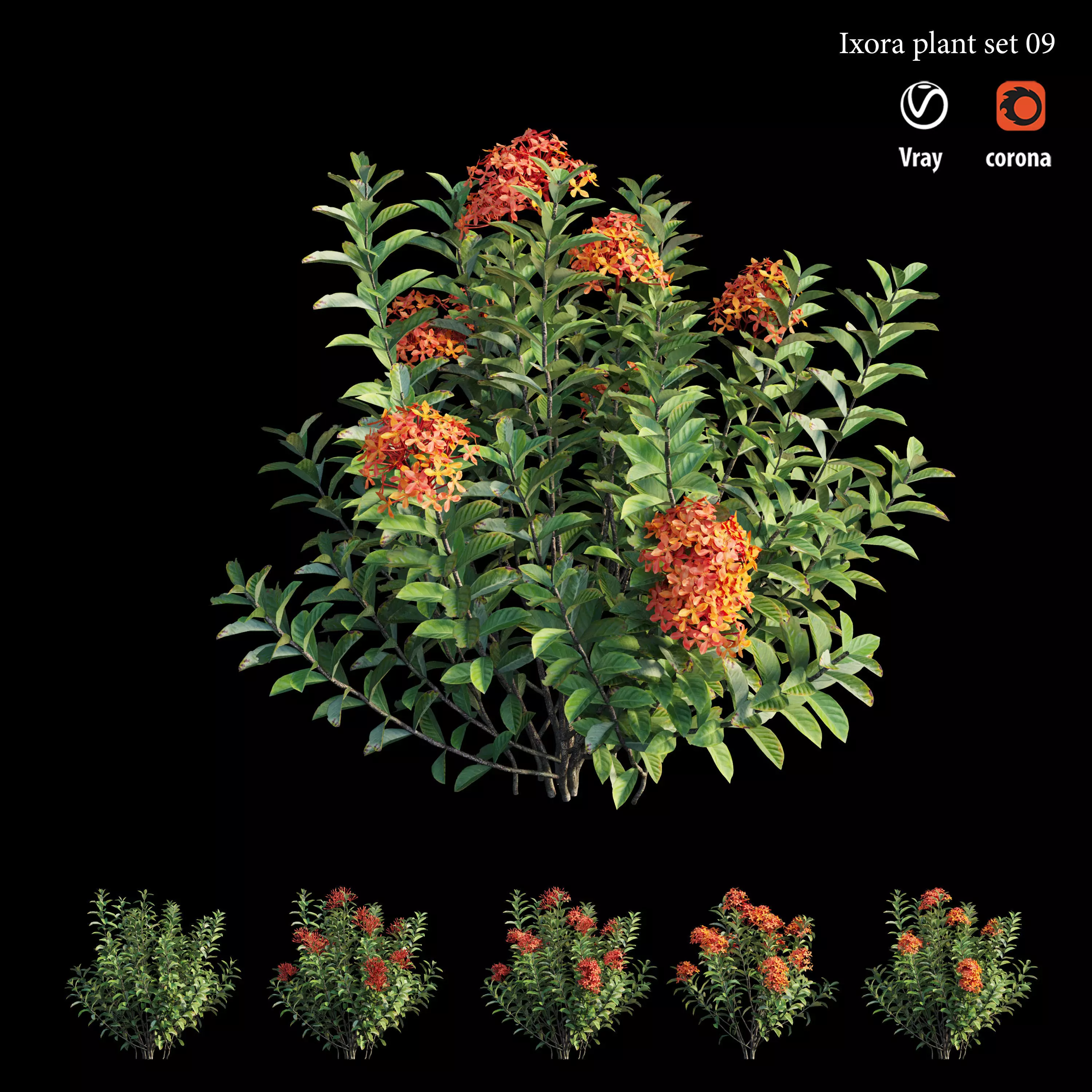 Ixora plant set 09 3D model