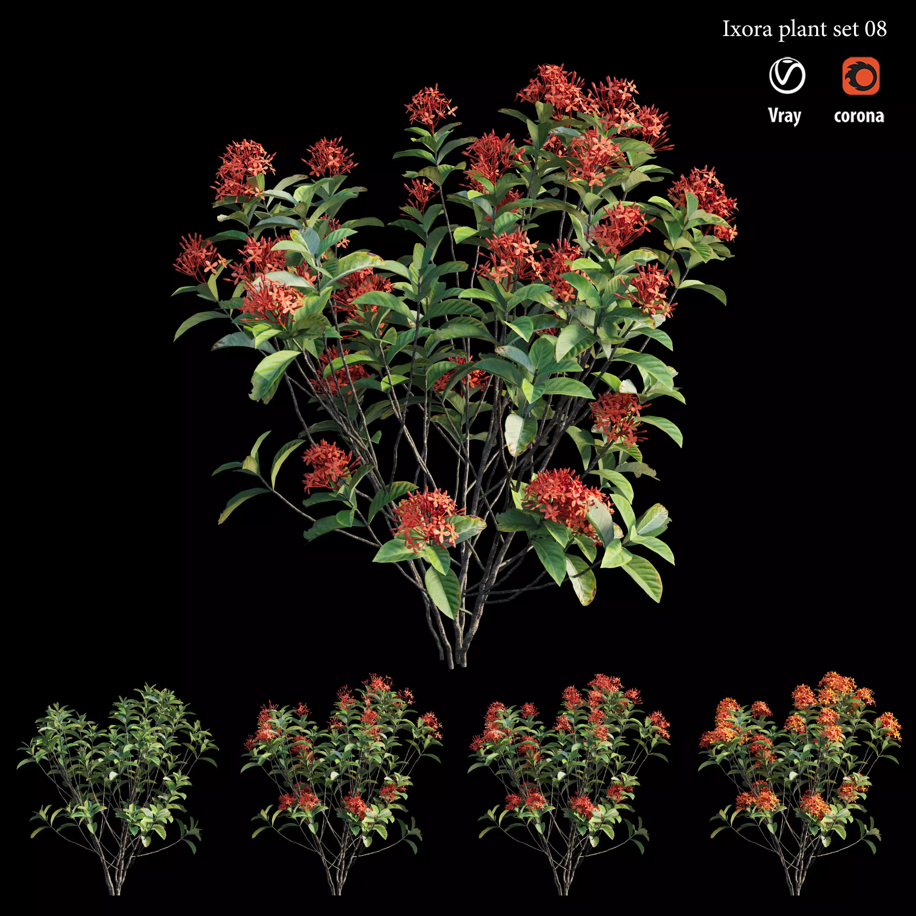 Ixora plant set 08 3D model