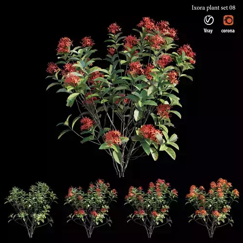 Ixora plant set 08 3D model