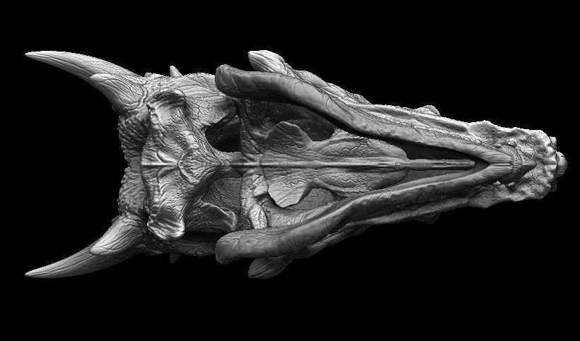 Dracorex Skull 3D model_5