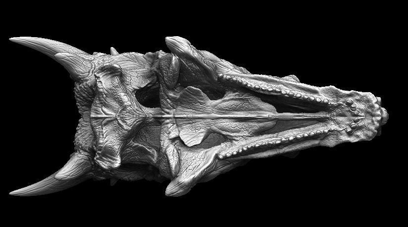 Dracorex Skull 3D model_6