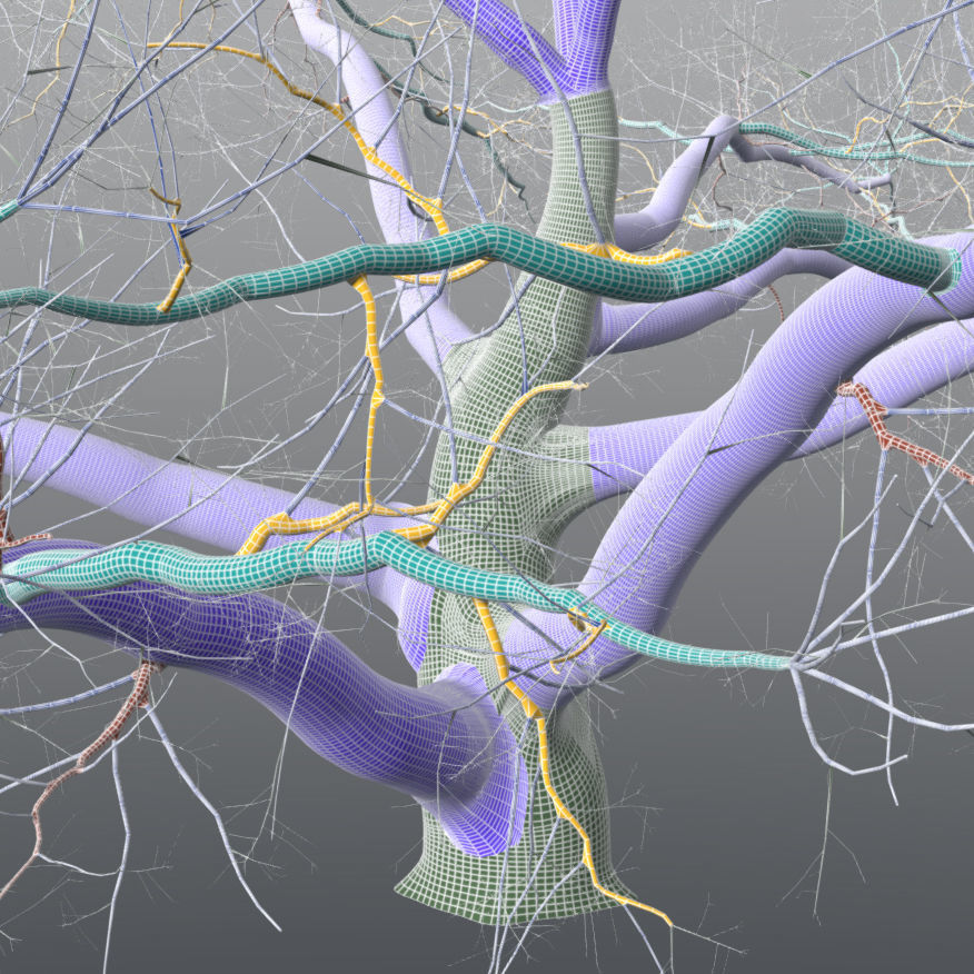 Live Oak - Variation A 3D model_4