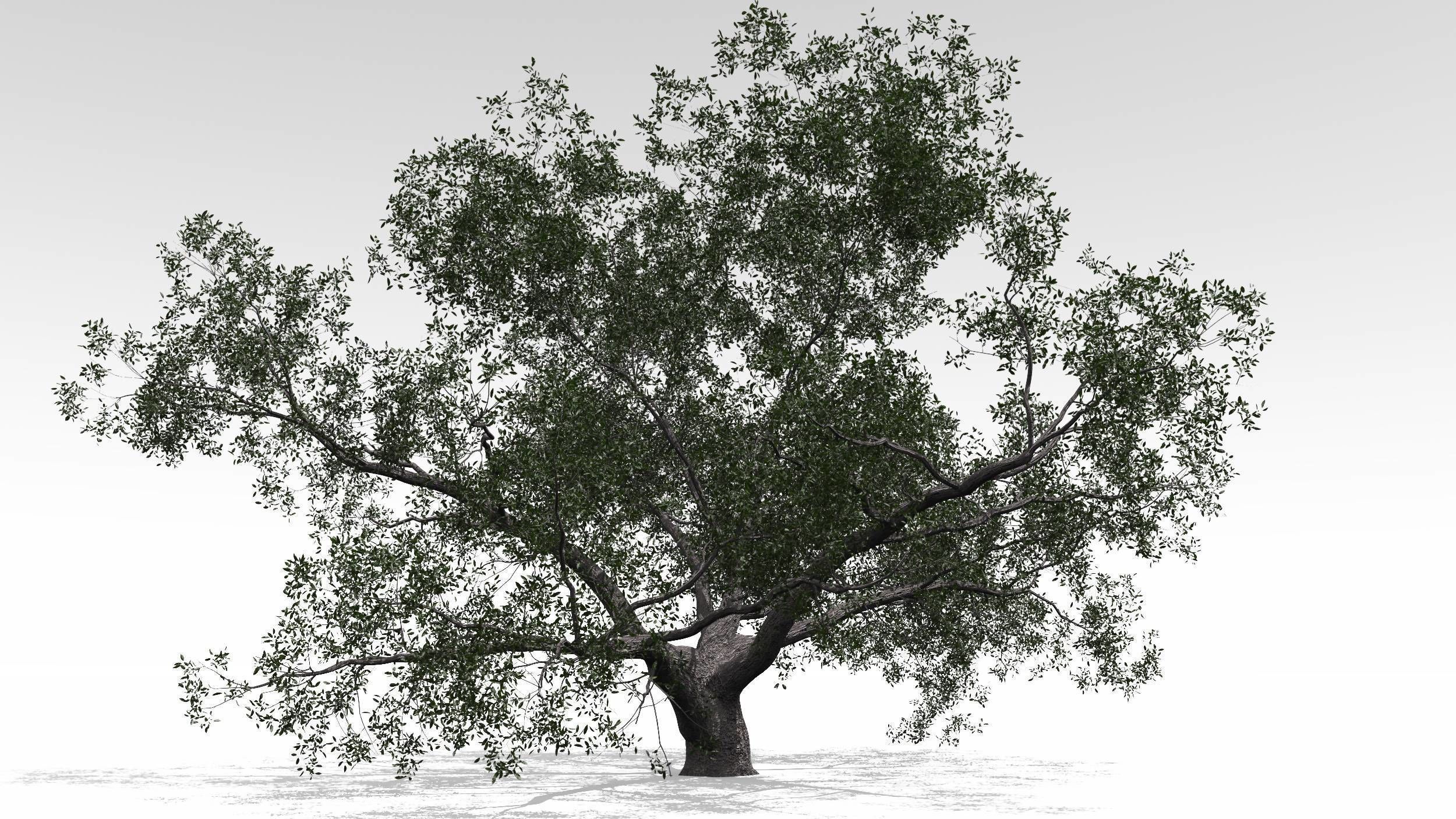 Live Oak - Variation A 3D model_8