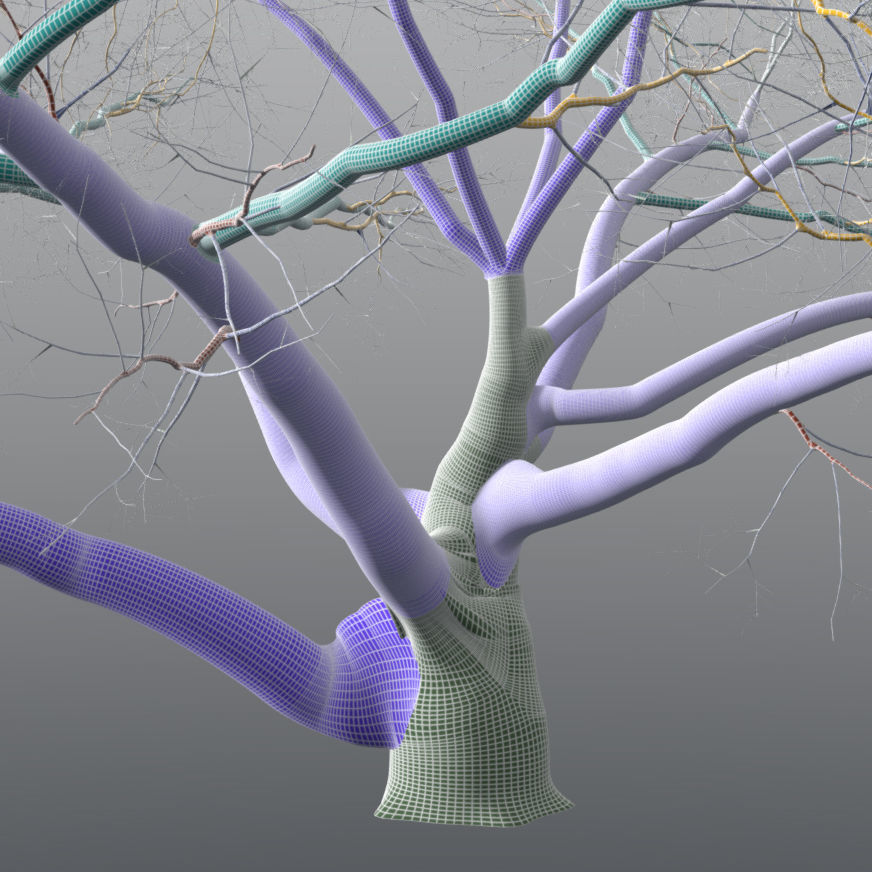 Live Oak - Variation A 3D model_7