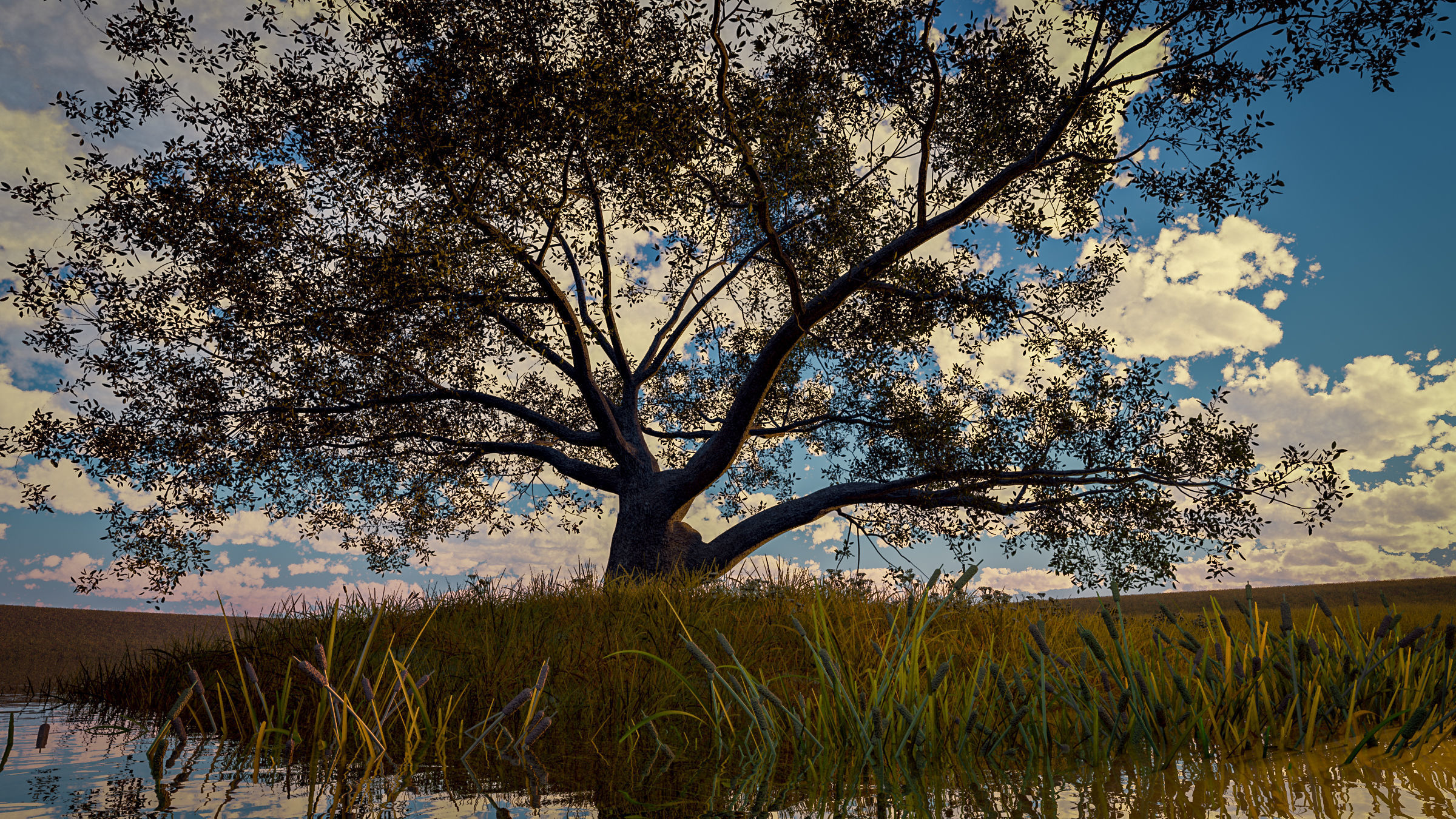 Live Oak - Variation A 3D model_10