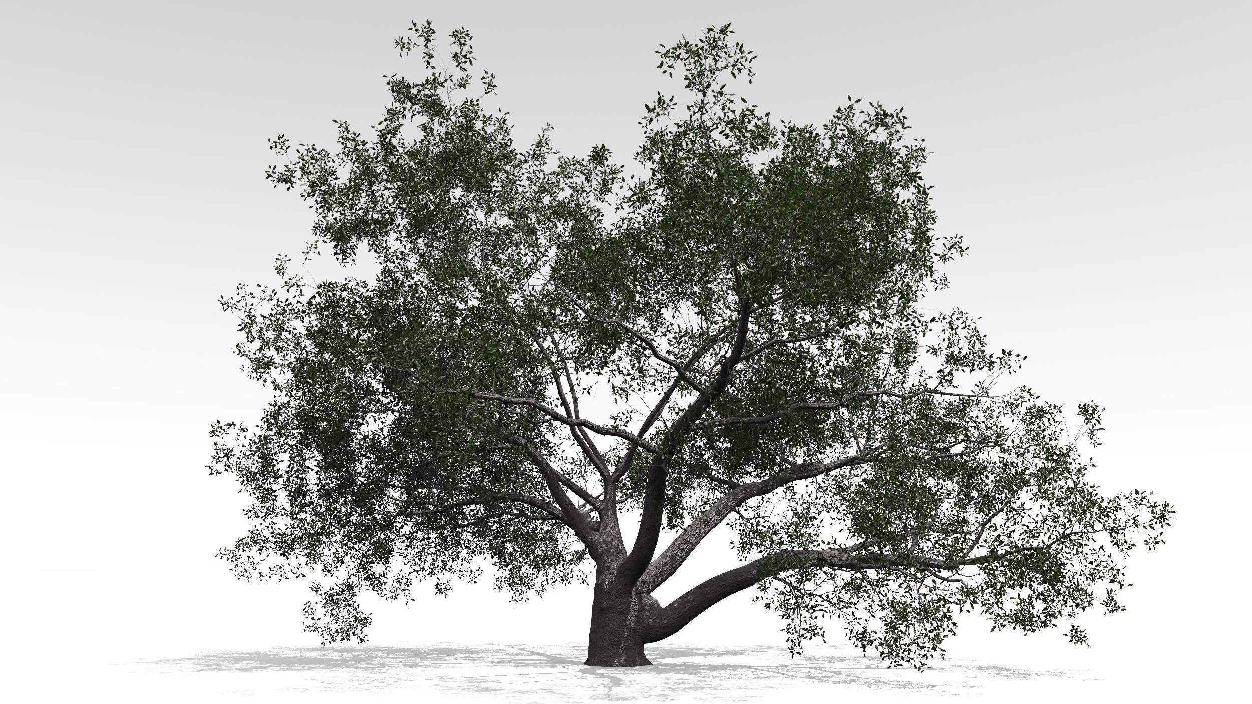 Live Oak - Variation A 3D model_6