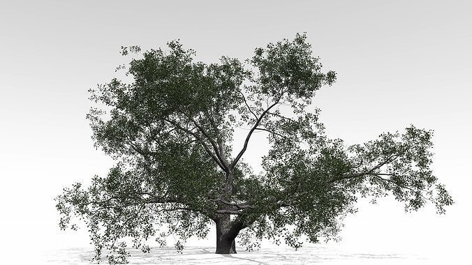 Live Oak - Variation A 3D model