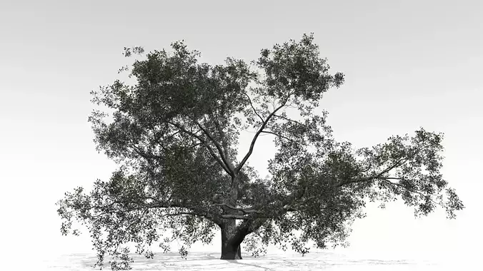 Live Oak - Variation A 3D model