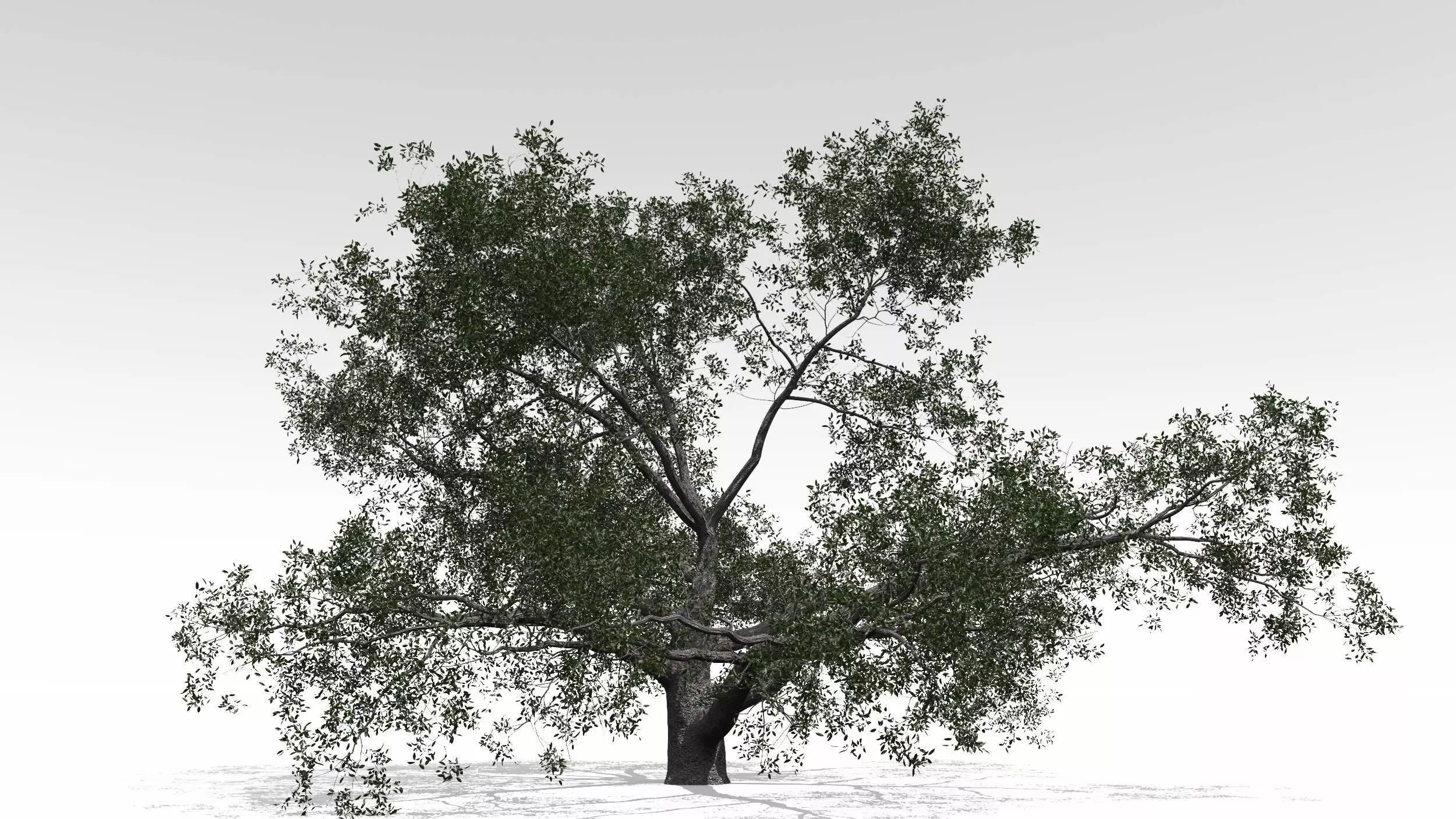 Live Oak - Variation A 3D model_0