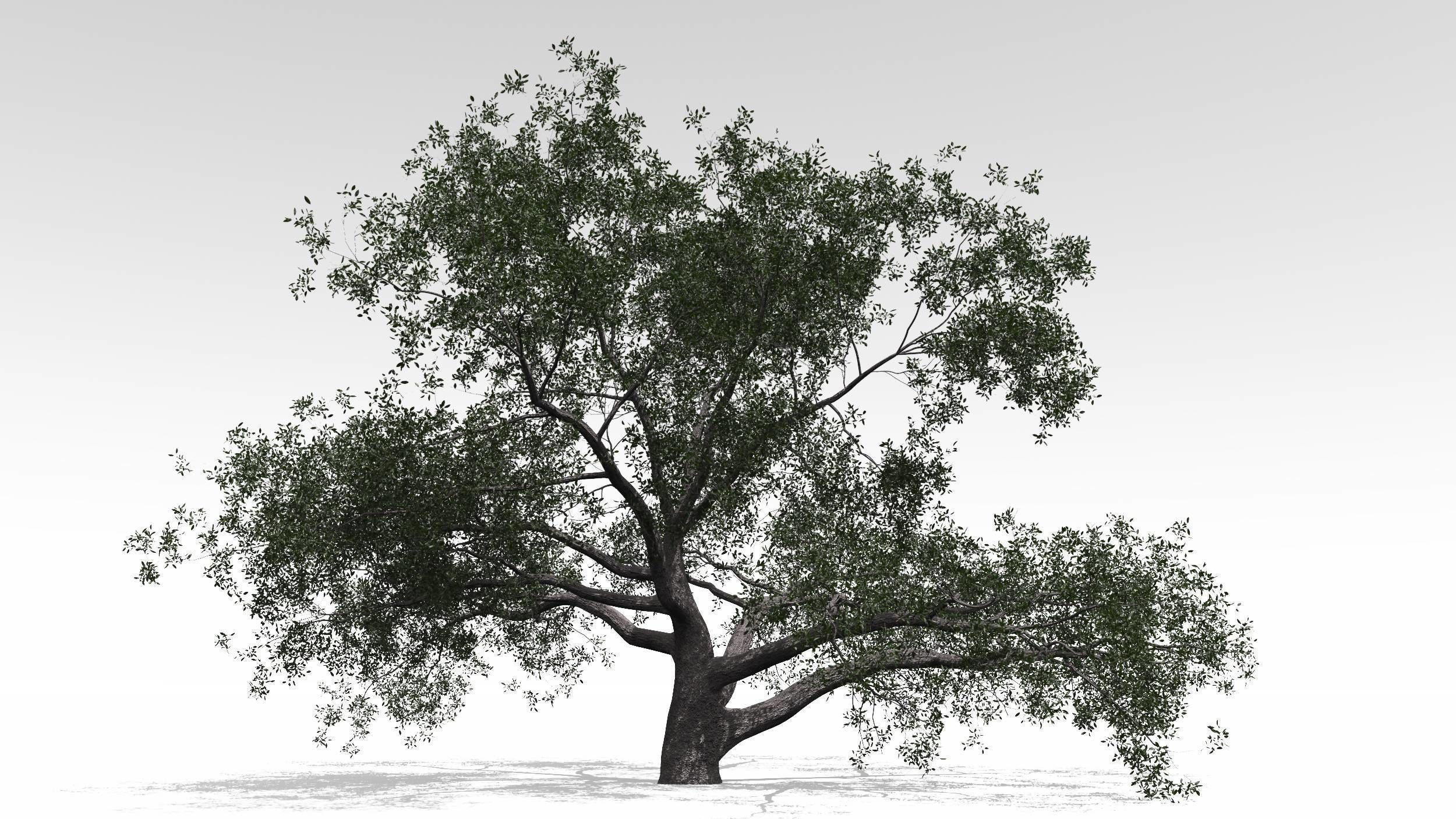 Live Oak - Variation A 3D model_1