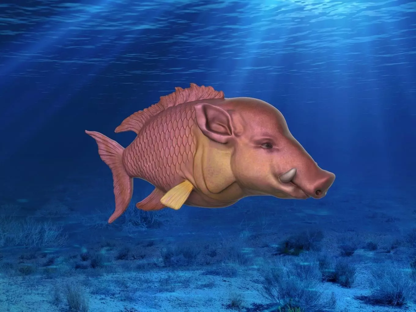 Hogfish Ocean Bacon 3D print model_0