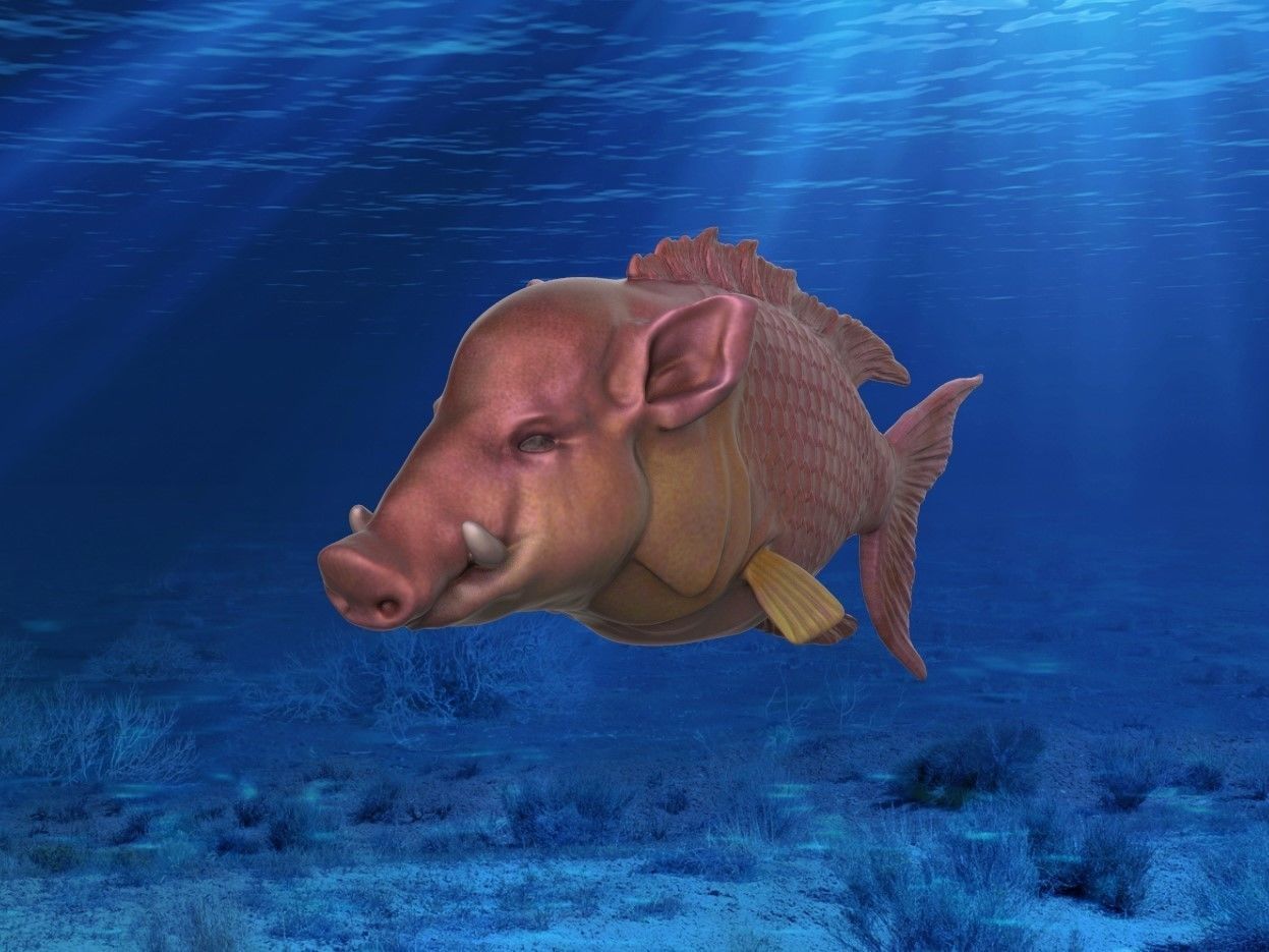 Hogfish Ocean Bacon 3D print model_1
