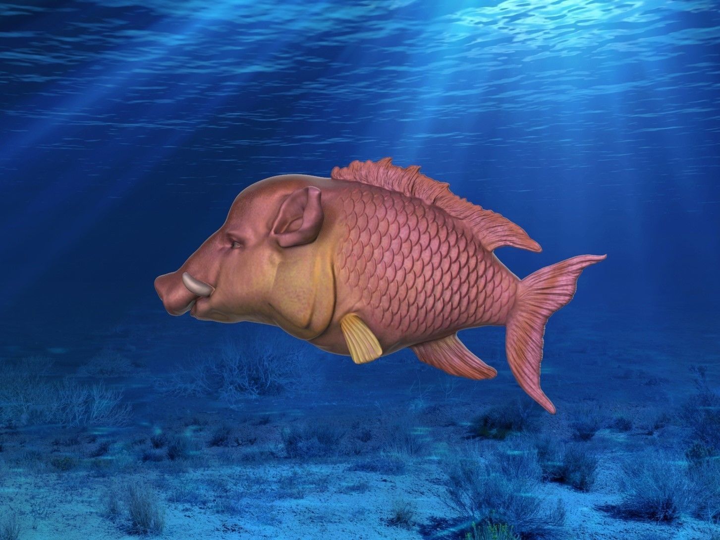 Hogfish Ocean Bacon 3D print model_2