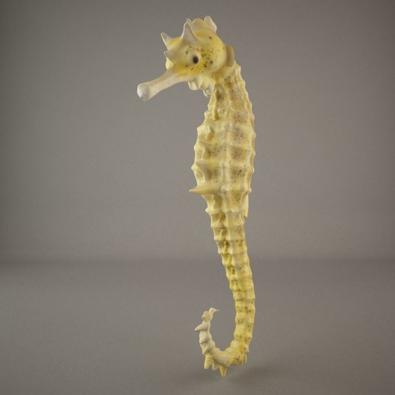 Sea Horse 3D model_1
