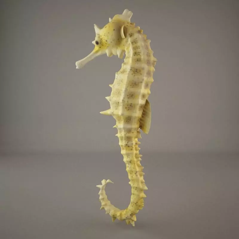 Sea Horse 3D model_0