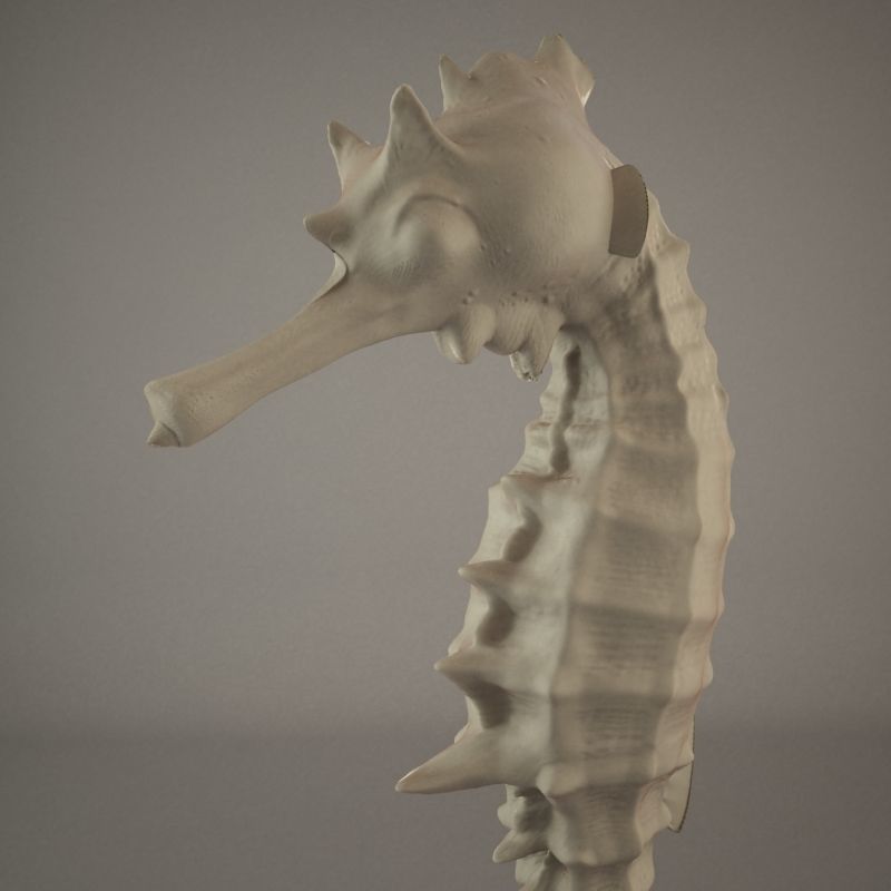Sea Horse 3D model_6
