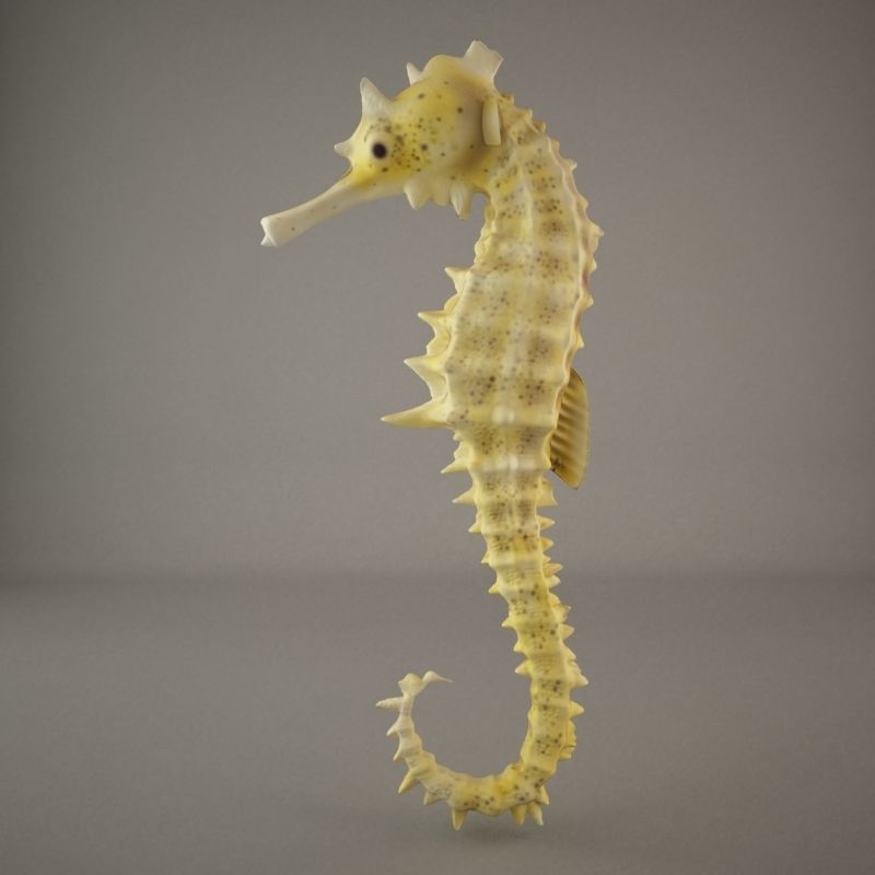 Sea Horse 3D model_4