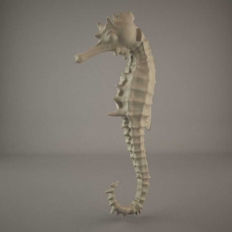 Sea Horse 3D model_5