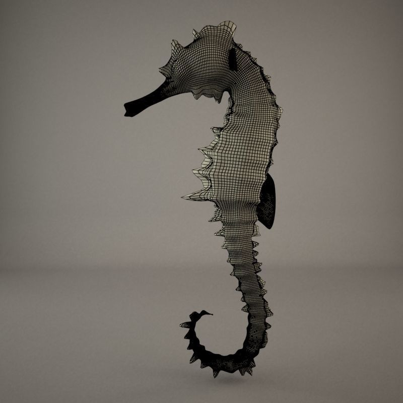 Sea Horse 3D model_8
