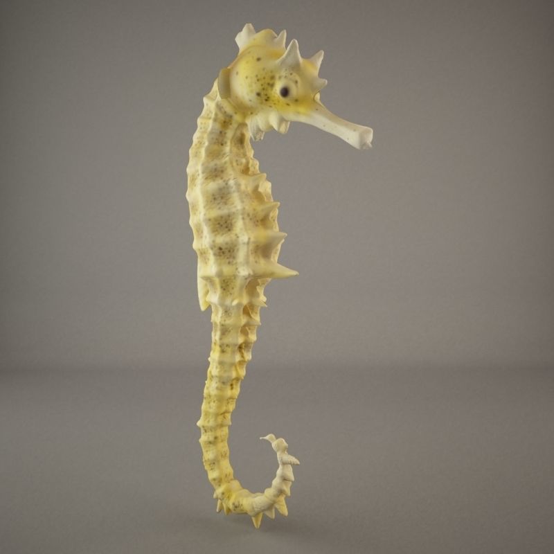 Sea Horse 3D model_3