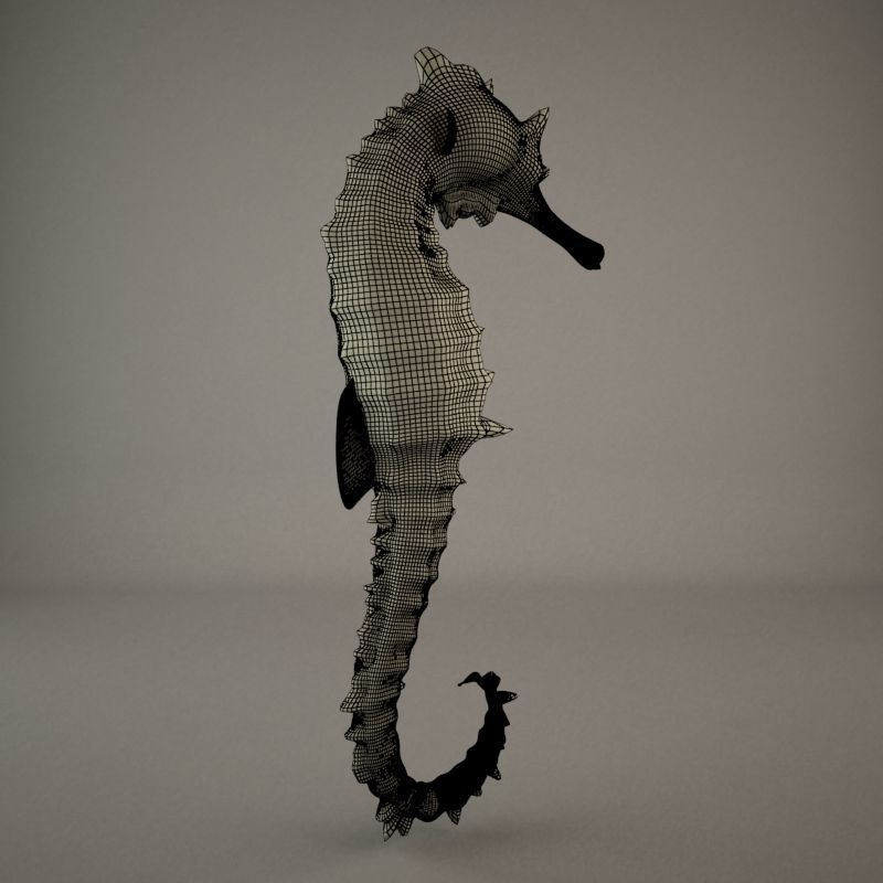Sea Horse 3D model_7