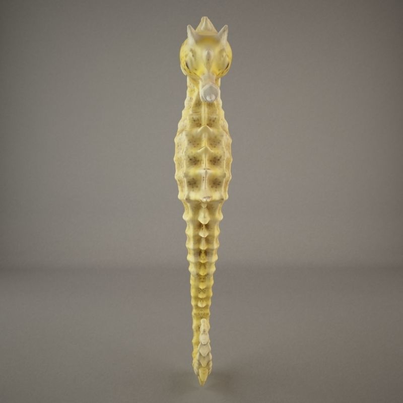 Sea Horse 3D model_2