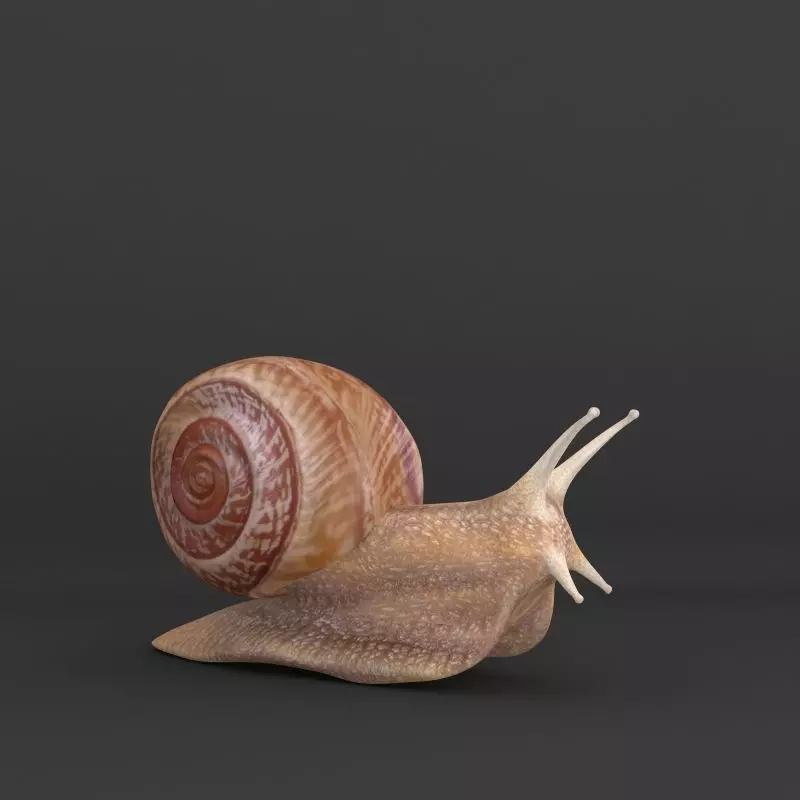 Snail 3D model_0